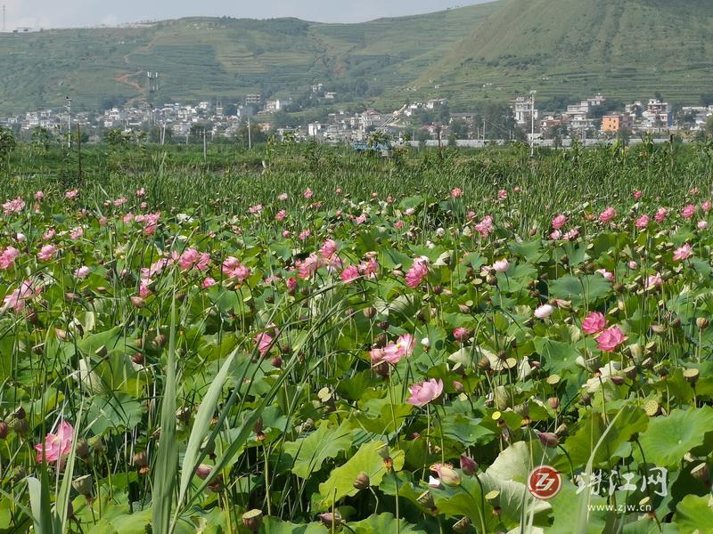 娜姑坝子：赏秋正当时  田园秋景惹人醉