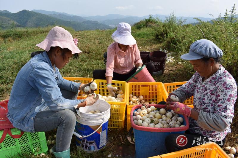 乐业镇人参果变“金果果”  甜蜜丰收促致富