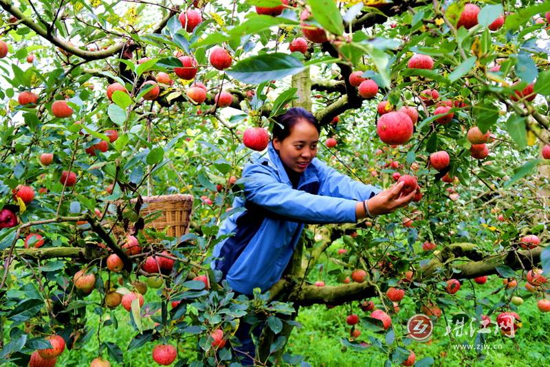 马龙区：苹果香里说丰年 游客采摘果农忙