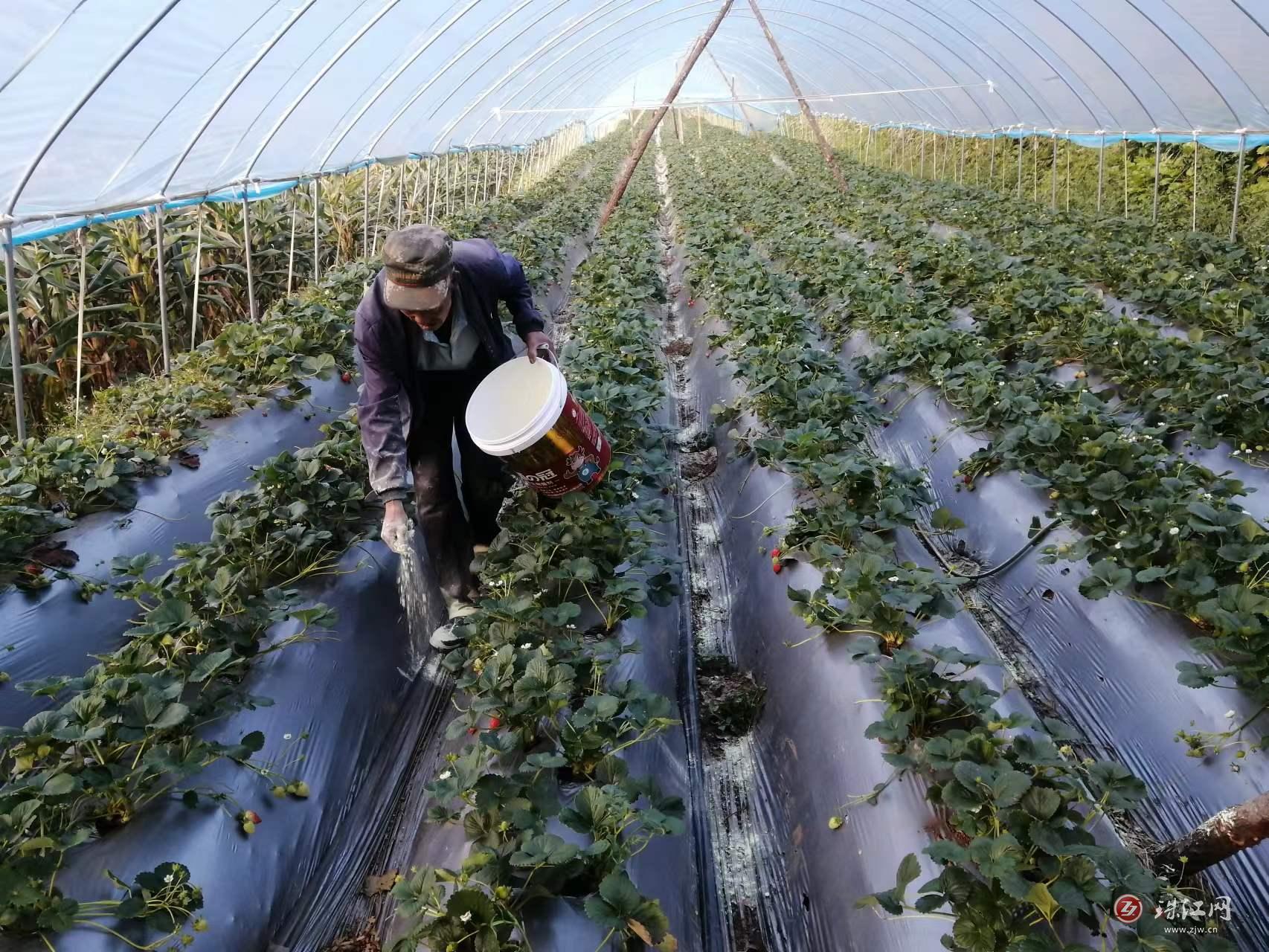 马龙村退职老支书带头发展草莓种植产业