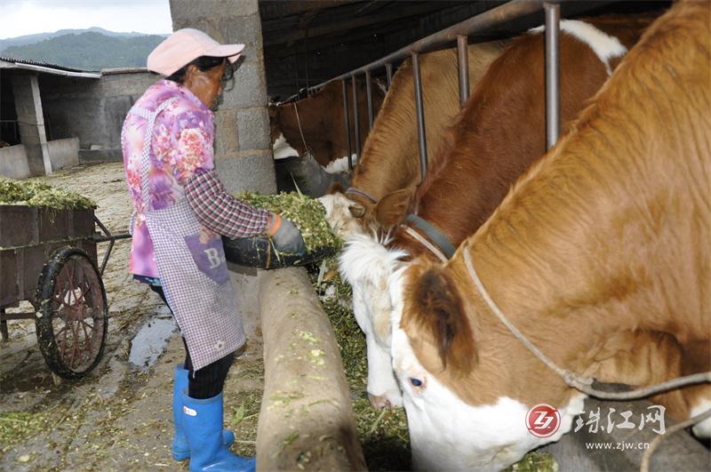 新街乡青贮玉米助力肉牛产业“强筋壮骨”