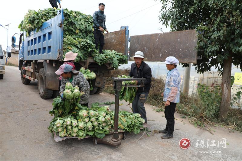 者海镇粉杆青菜采收忙