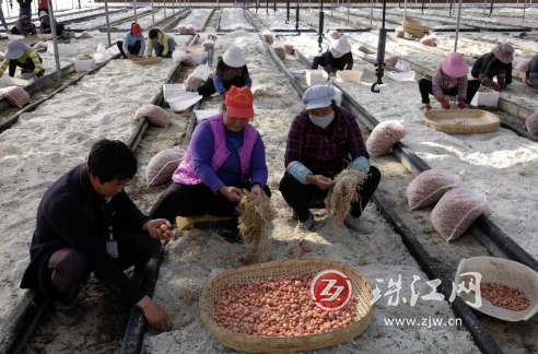 会泽：“土蛋蛋”变乡村振兴“金豆豆”