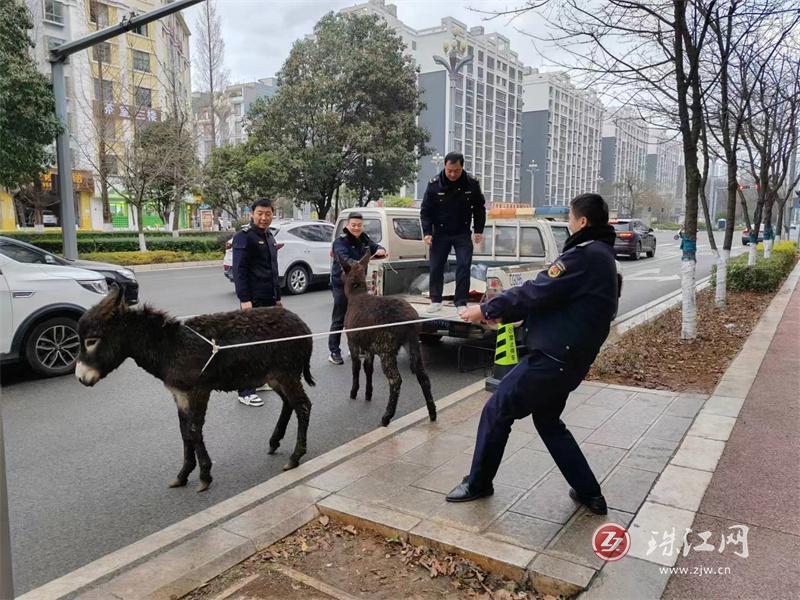 麒麟城管“捡到”两头驴 多方查找驴归原主