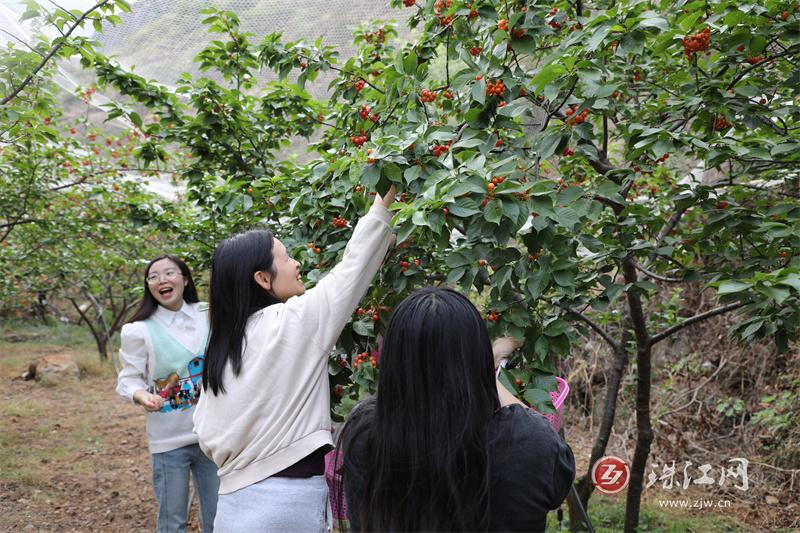 会泽火红：小小红樱桃变群众增收“金果果”