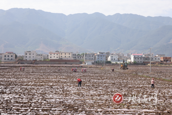 会泽县古城街道打造蔬菜基地，助力乡村振兴产业化