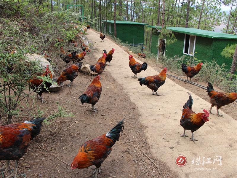 马路乡大坪村林下养殖生态鸡激活集体经济促增收