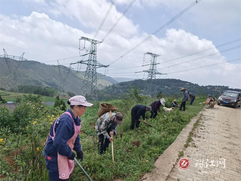 9.6万株蜀葵在矿山镇“安家落户”