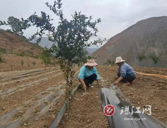 会泽县温泉村：盐水石榴林套种辣椒助农增收