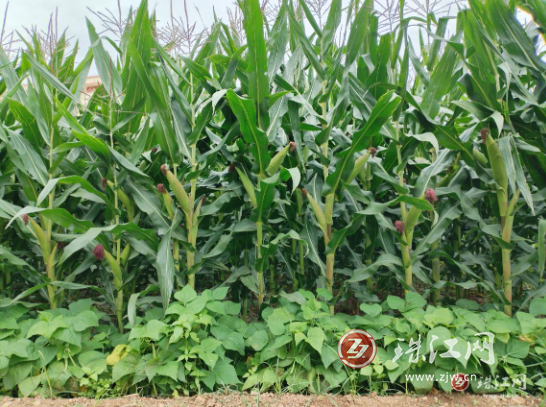 会泽县温泉村：大豆玉米复合种植，长势喜人