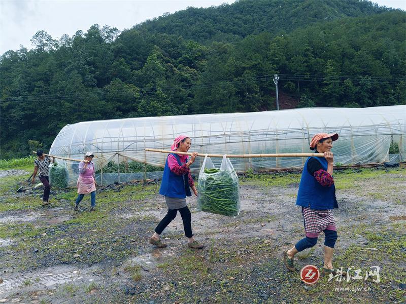 会泽县田坝乡：大棚辣椒采摘忙 乡村振兴“钱”路宽