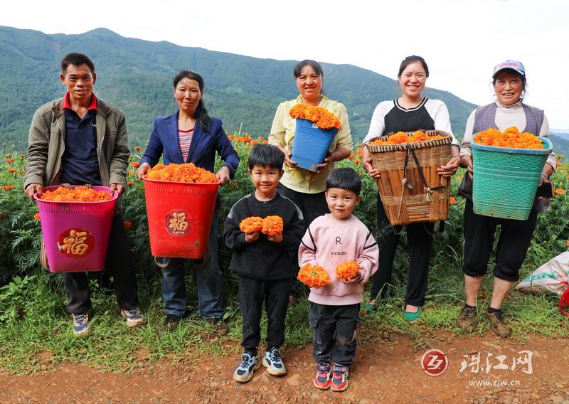 迤车镇：火红万寿菊铺就群众增收“花路”