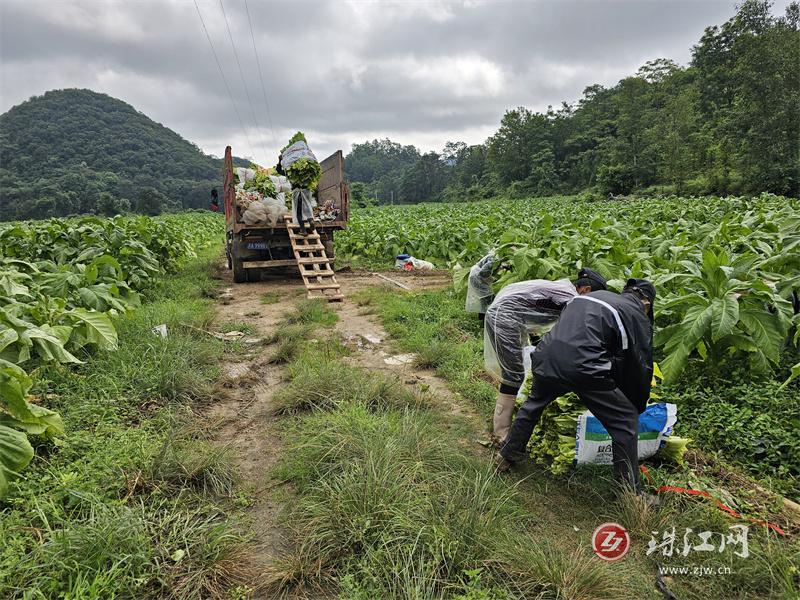 大水井乡：“金叶”飘香喜丰收 抢抓时节“赶烤忙”