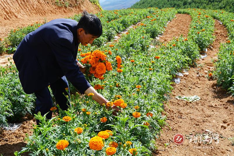 会泽县宝云街道拖姑村万寿菊盛开“致富花”