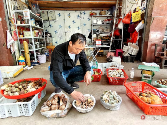 家乡的“菌味”欢腾