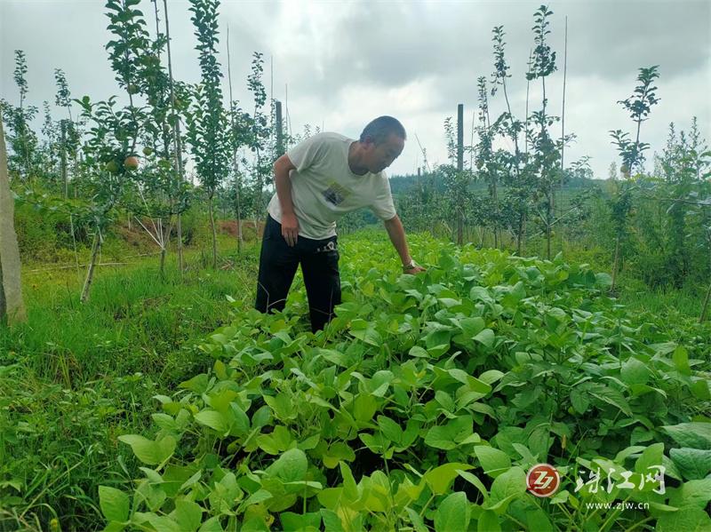 马龙区张安屯街道小屯社区：苹果地里套种大豆 铺就增收致富新路子