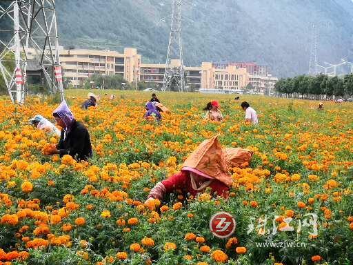 会泽：种好万寿菊助力中药材产业发展