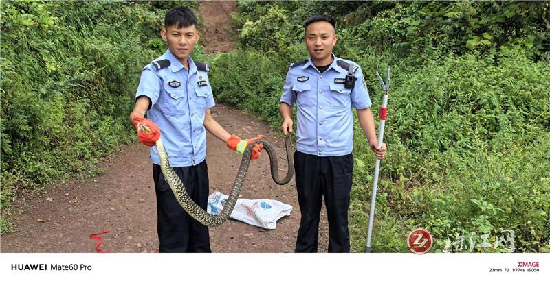 居民家中蛇出没 民警捕蛇除隐患