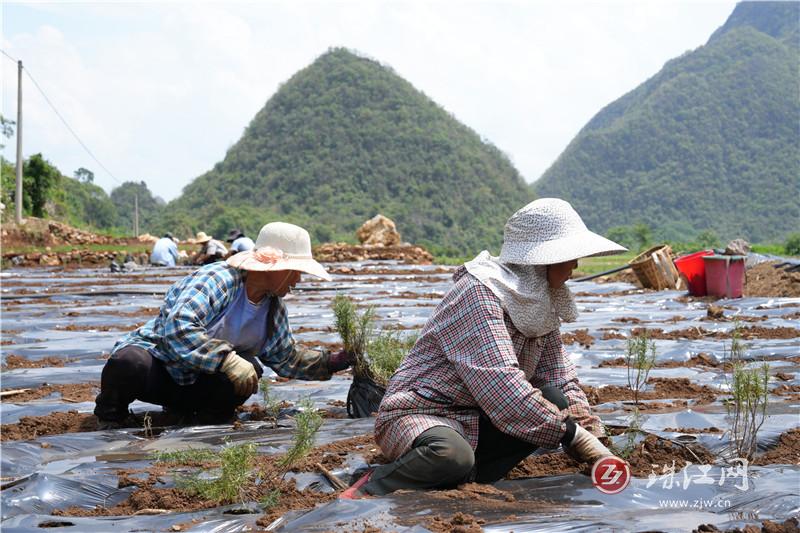 大水井乡：特色产业多点开花 结出致富增收硕果