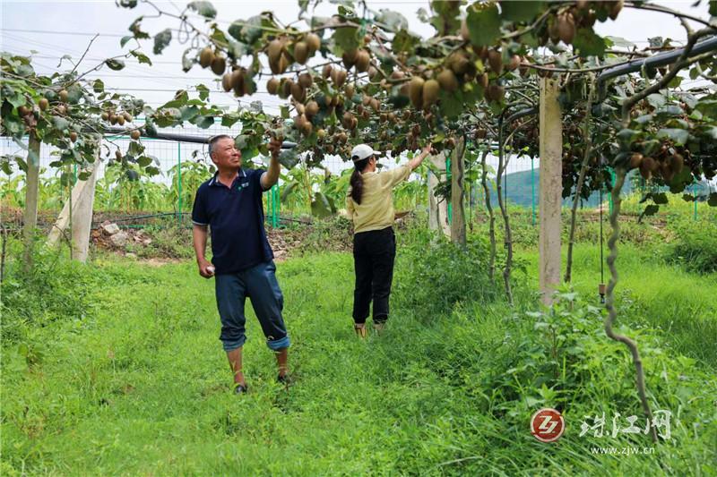 沪滇协作山海情   铺就产业振兴路