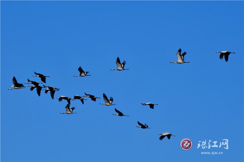 会泽黑颈鹤国家级自然保护区：“小鹤学堂”源泉厚植“绿水青山”沃土