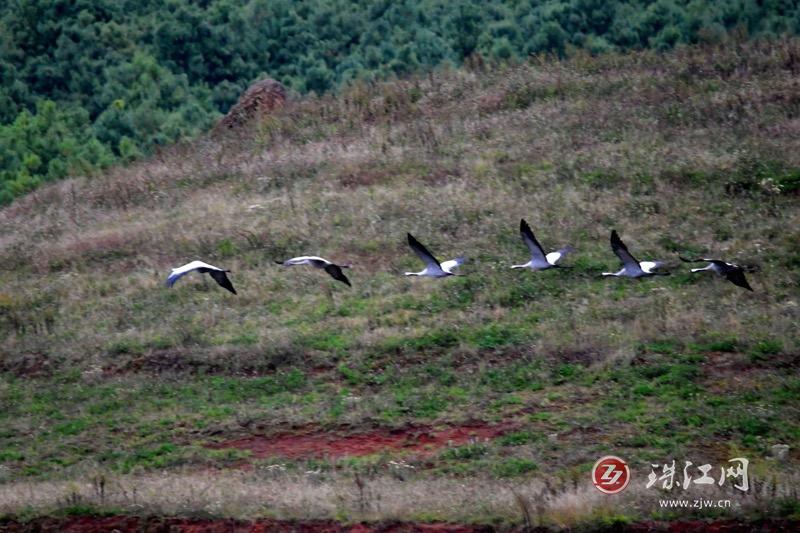 6只灰鹤飞抵会泽黑颈鹤国家级自然保护区越冬