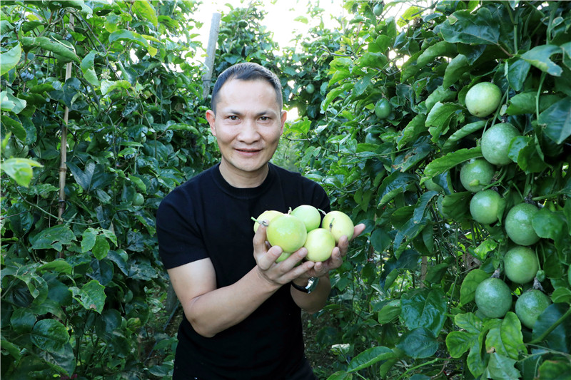 罗平：百香果香飘千里