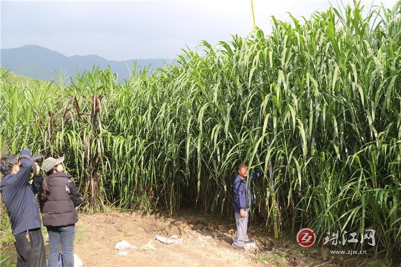 会泽巨菌草适应性栽培取得成效