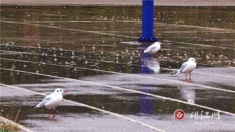 立冬“鸥”遇：宣威市得禄乡惊现红嘴鸥