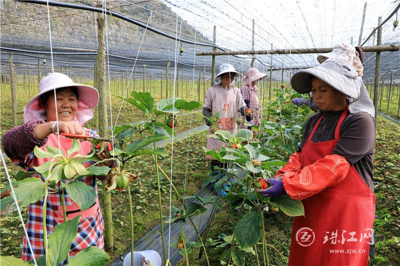 罗平：中药材种植为乡村振兴添“良方”