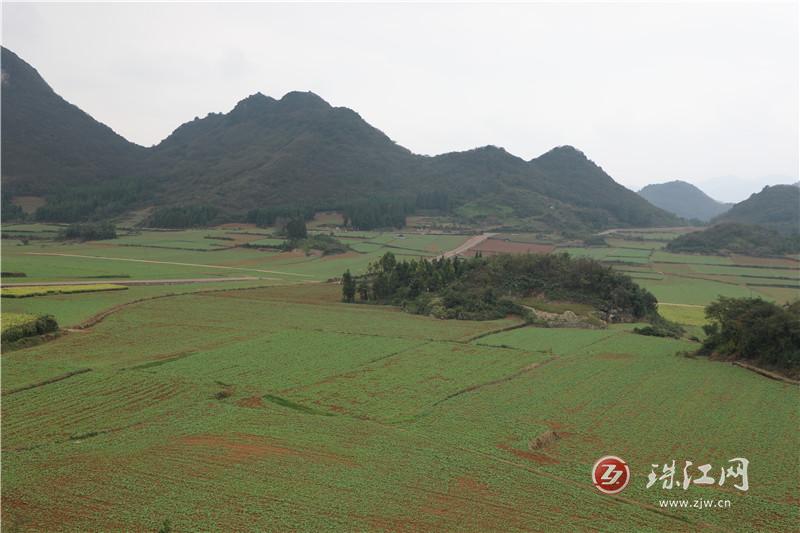 罗平县板桥镇：油菜长势良好“预见”一场丰景