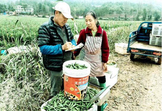 宣威：“烟后种植”实现闲田“一地双收”