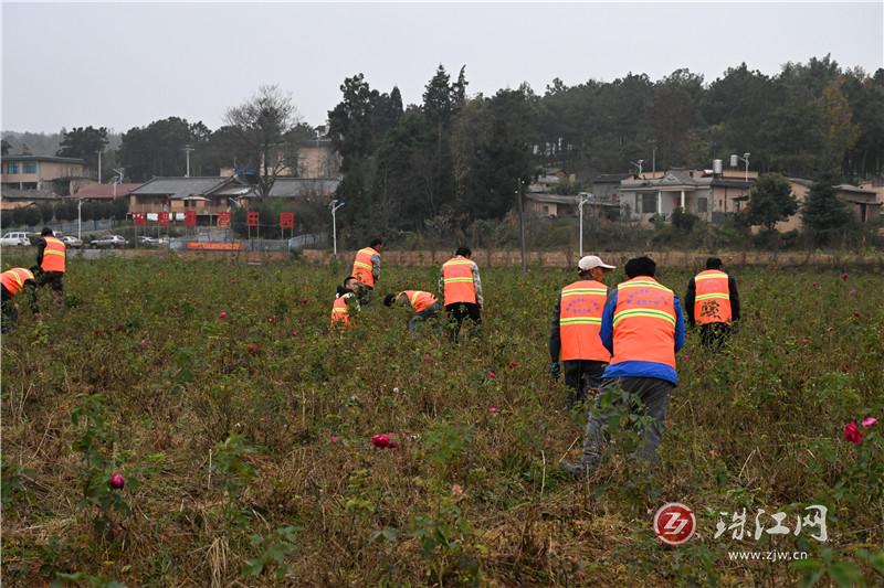 宣威市板橋街道：“田園工坊”托起“家門口”的幸福