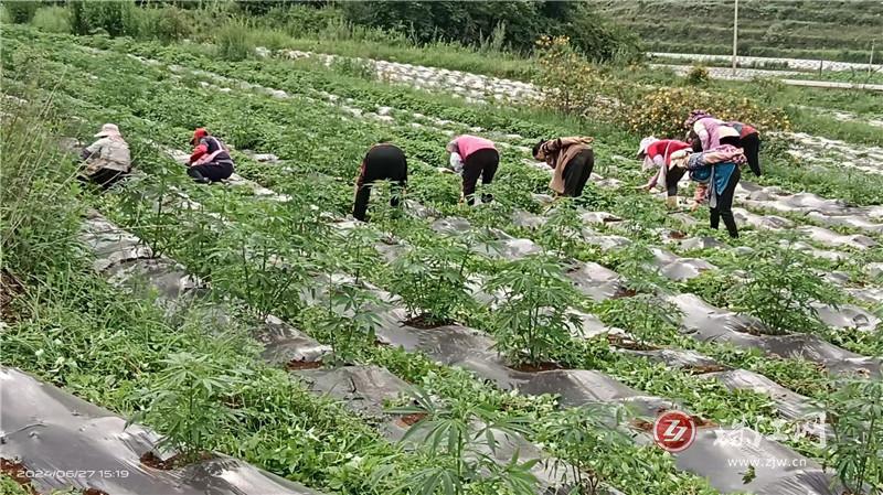 雨碌鄉(xiāng)輪經(jīng)農(nóng)作走出致富之路