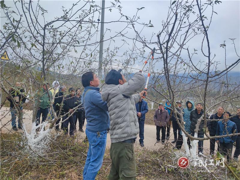 迤車鎮(zhèn)組織開展核桃花椒豐產(chǎn)技術培訓