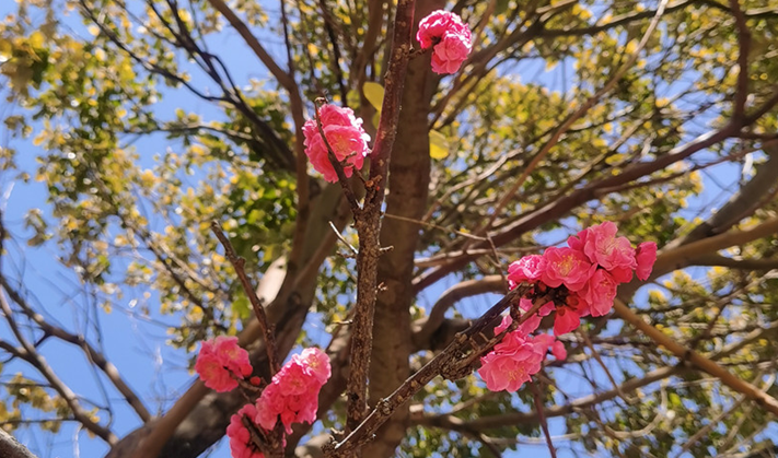 花開的聲音