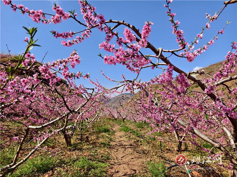 會澤娜姑鎮(zhèn)爐房村——桃花盛開春意濃