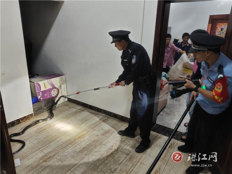 眼镜蛇夜闯民宅民 警化身“捕蛇达人”解民忧