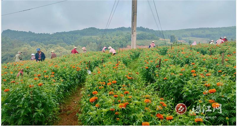 宣威龙场镇黄村：点菊成“金” 花香满径
