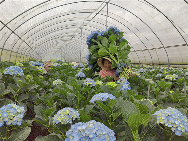 富源中安：绣球花开幸福来