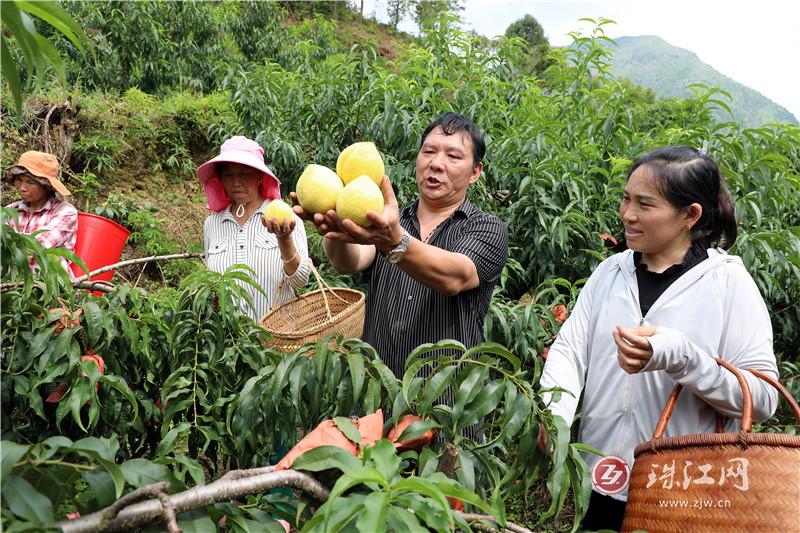 罗平钟山：黄桃产业为乡村振兴注入“甜蜜”力量