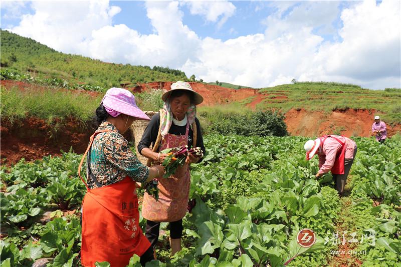 者海镇500余亩红菜苔喜迎丰收