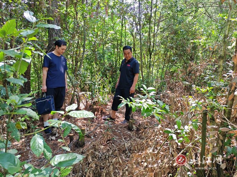 宣威市杨柳镇：多部门联合亮剑护绿 筑牢生态安全防线