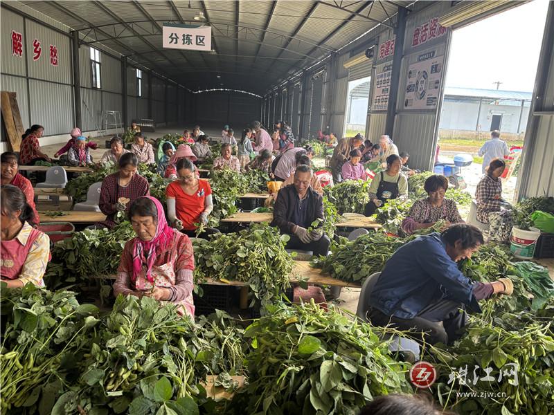 金龙街道：青毛豆结出“致富果”“家门口务工车间”助增收