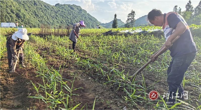 老厂乡虎山村：二黄姜长势喜人 “姜”来可期