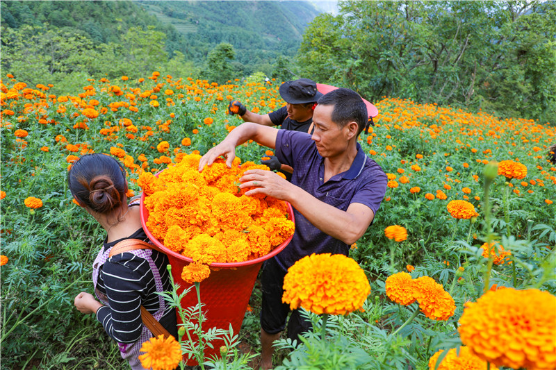 迤车镇金色万寿菊“花”样增收正当时
