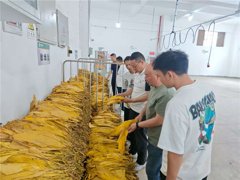 富乐镇：烤烟大丰收，满仓皆金黄