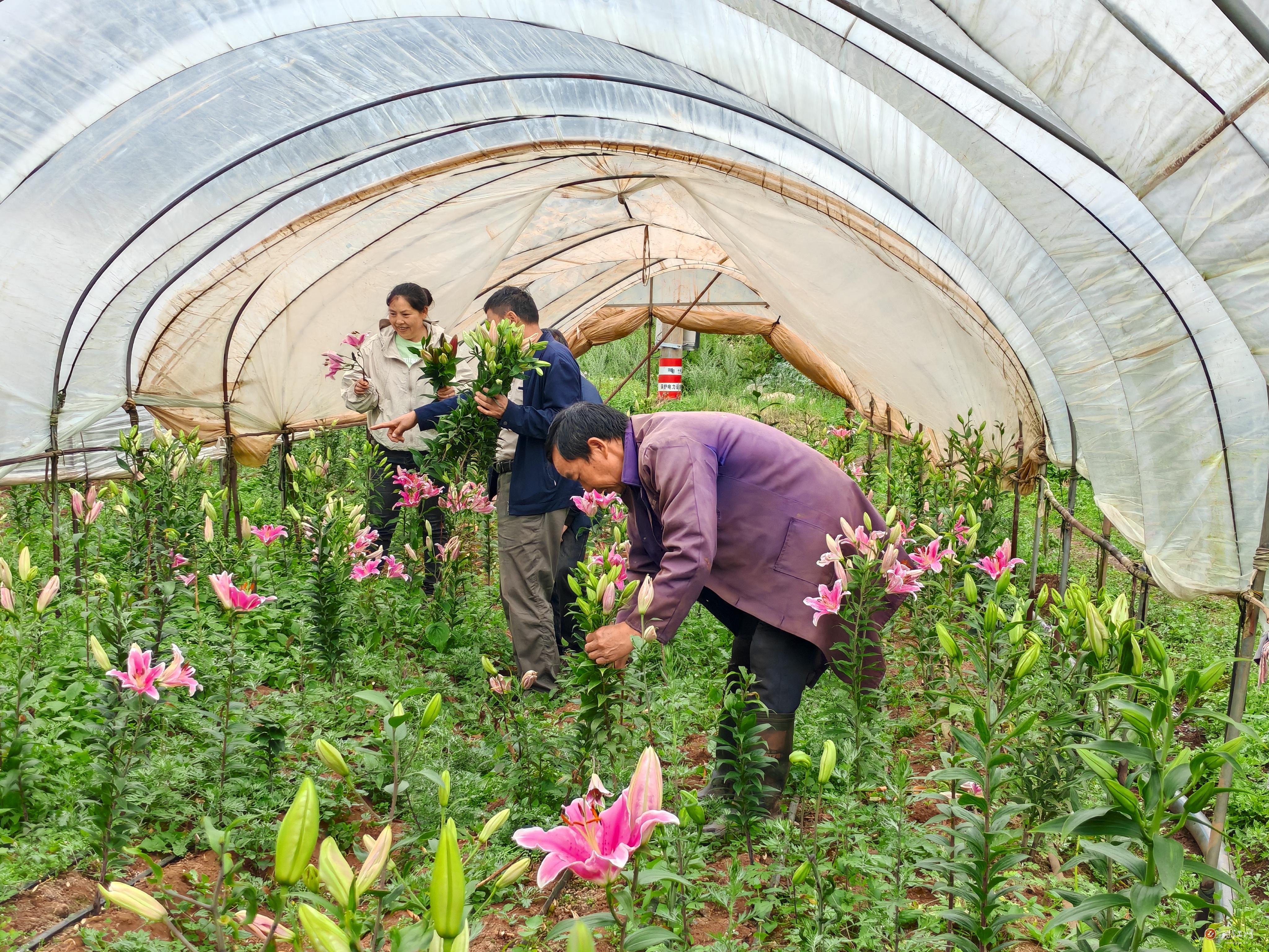 待补镇2500亩百合花开正艳