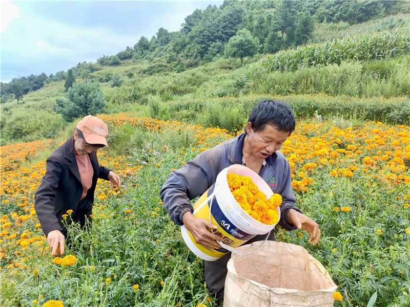 宣威龙场镇黄村：万寿菊种植为村民带来多重收益